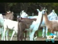 Lama...